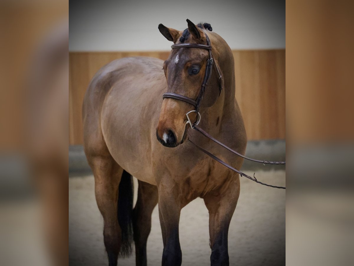 Oldenburg Gelding 5 years 16,2 hh Bay in Belgrade
