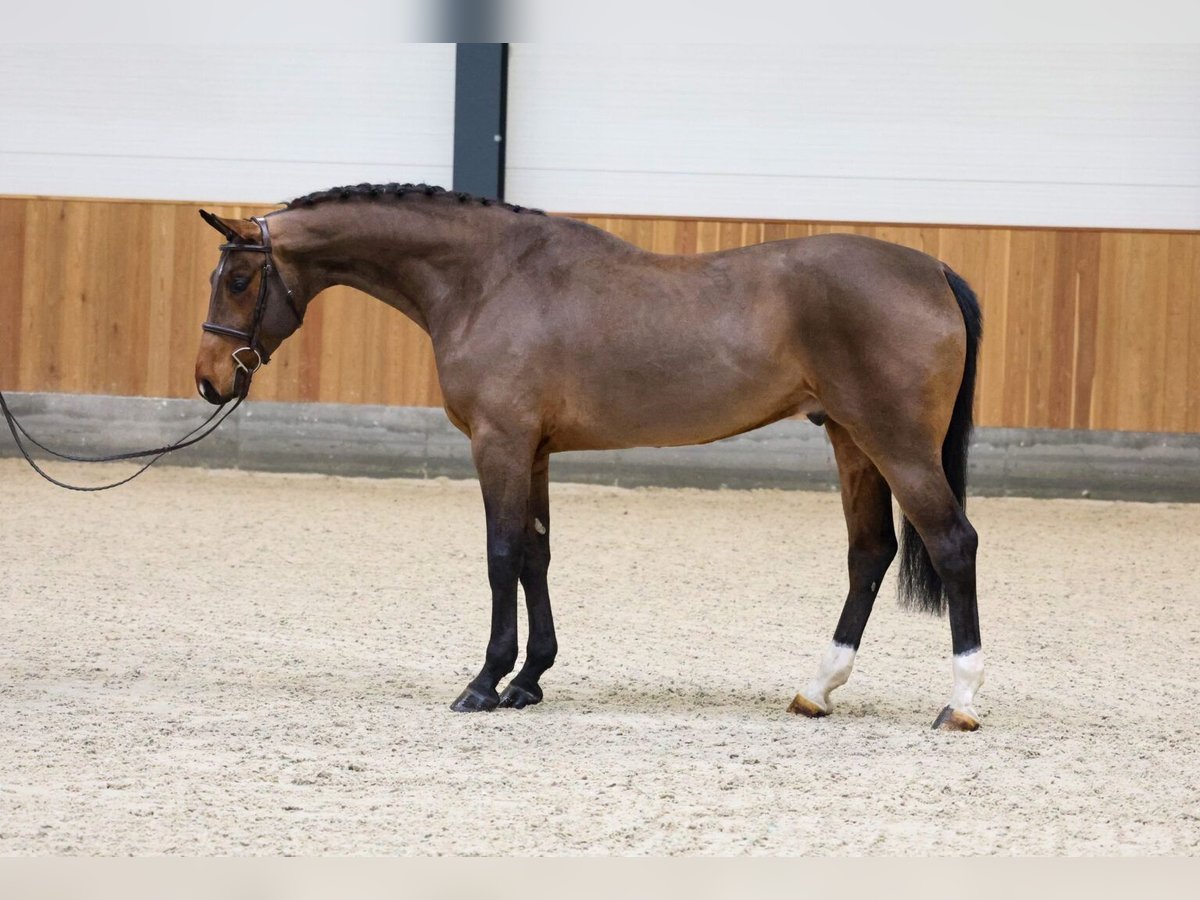 Oldenburg Gelding 5 years 16,2 hh Bay in Belgrade