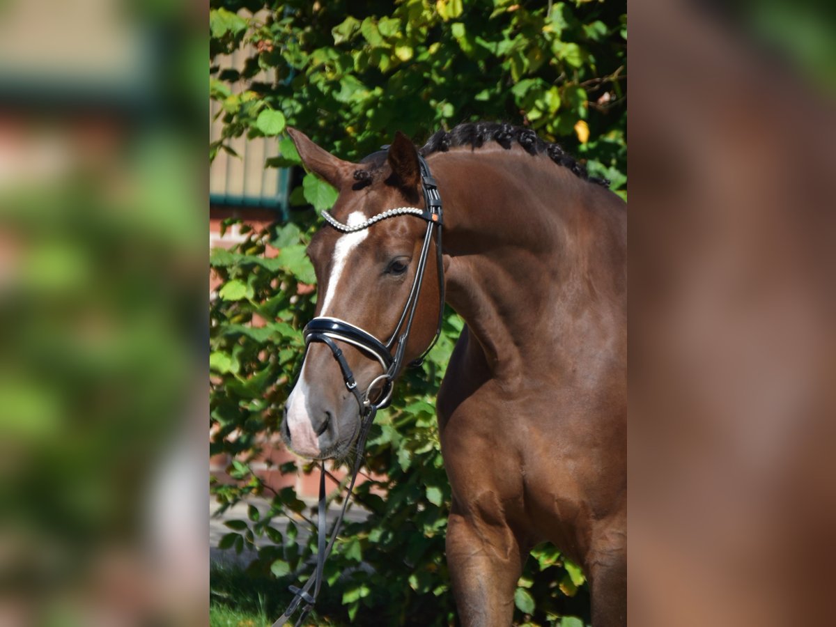 Oldenburg Gelding 5 years 16,2 hh Chestnut in F&#xFC;rstenau