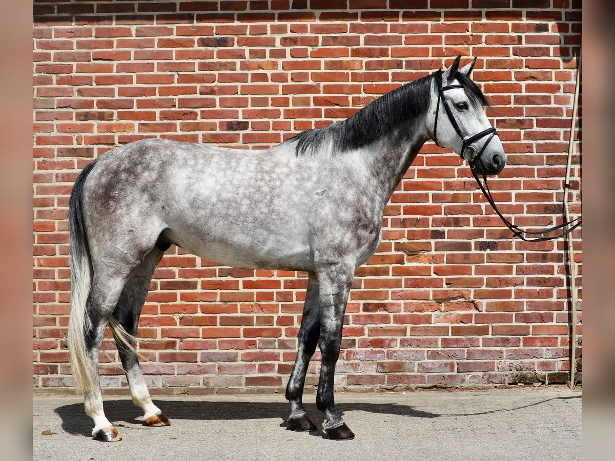 Oldenburg Gelding 5 years 16,2 hh Gray in Rhede