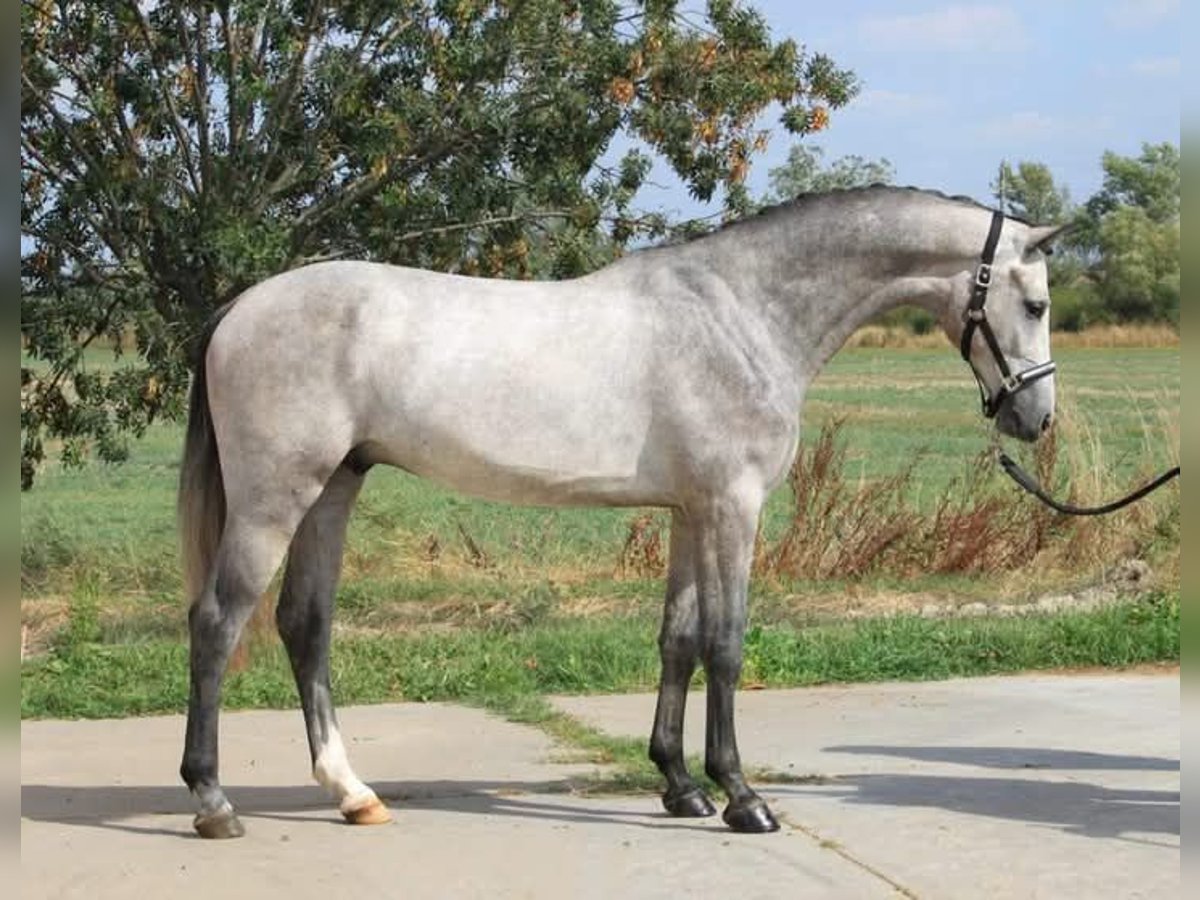 Oldenburg Gelding 5 years 16,2 hh in H&#xF3;dmez&#x151;v&#xE1;s&#xE1;rhely