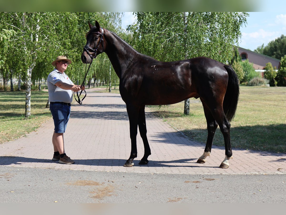 Oldenburg Gelding 5 years 16,2 hh Smoky-Black in GROTE-BROGEL