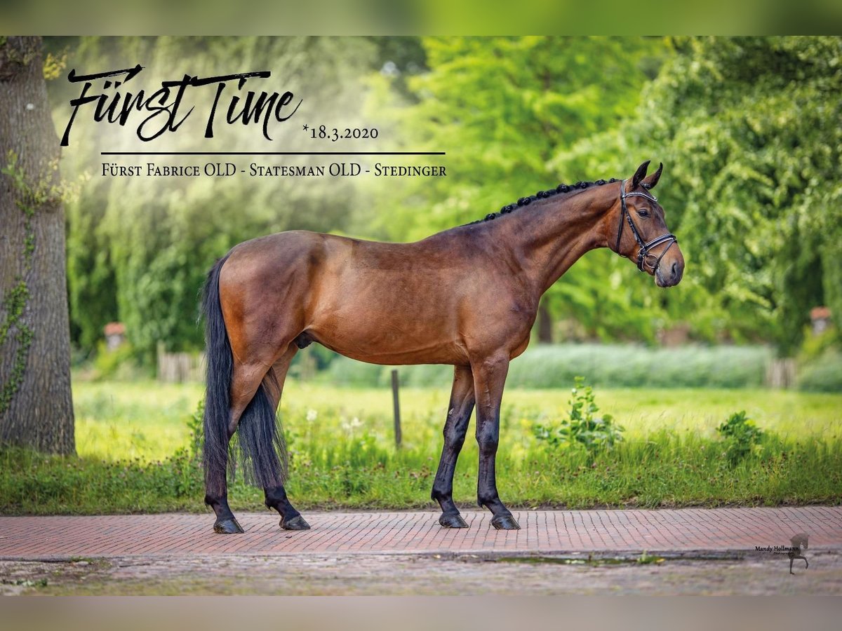 Oldenburg Gelding 5 years 16,3 hh Brown in &#x141;&#x119;czyca