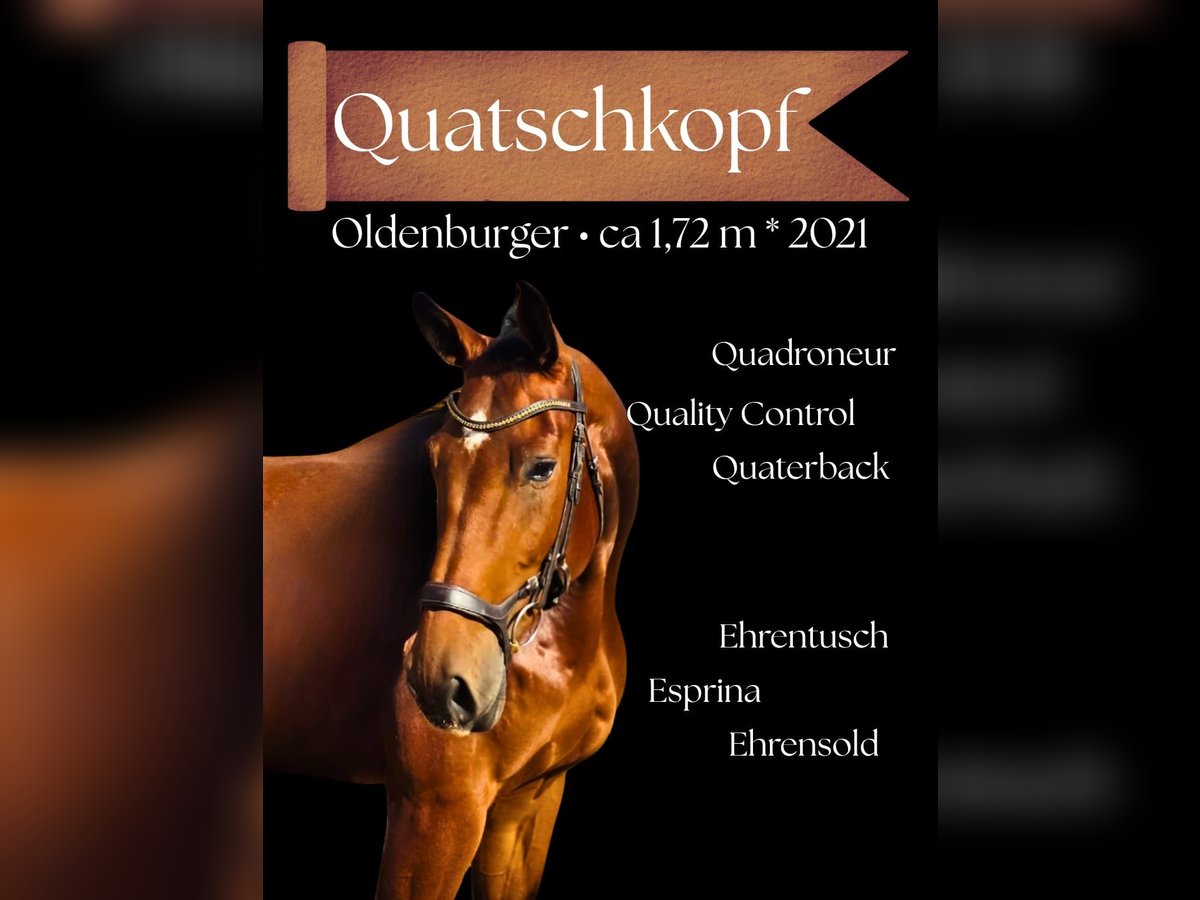 Oldenburg Gelding 5 years 16,3 hh Brown in Altenstadt