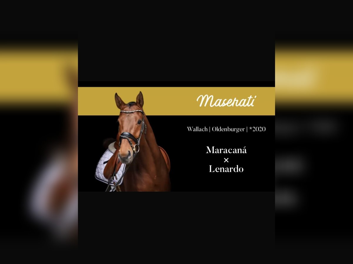 Oldenburg Gelding 5 years 16,3 hh Brown in Ro&#xDF;dorf