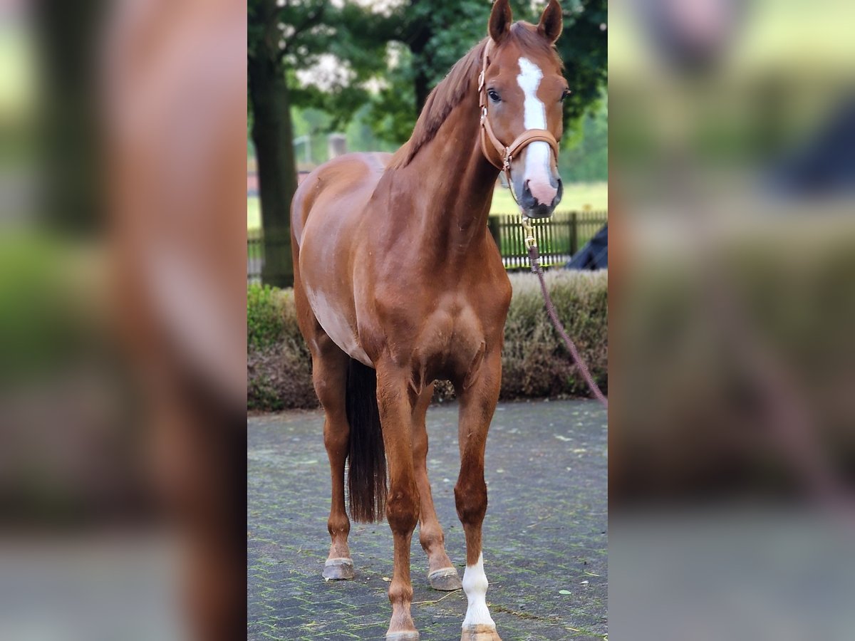 Oldenburg Gelding 5 years 16,3 hh Chestnut-Red in Warendorf