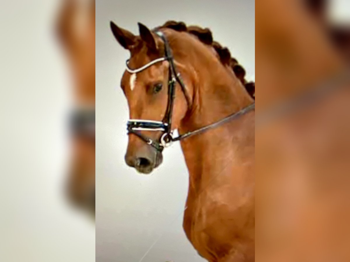 Oldenburg Gelding 5 years 17,1 hh Chestnut-Red in Stuhr