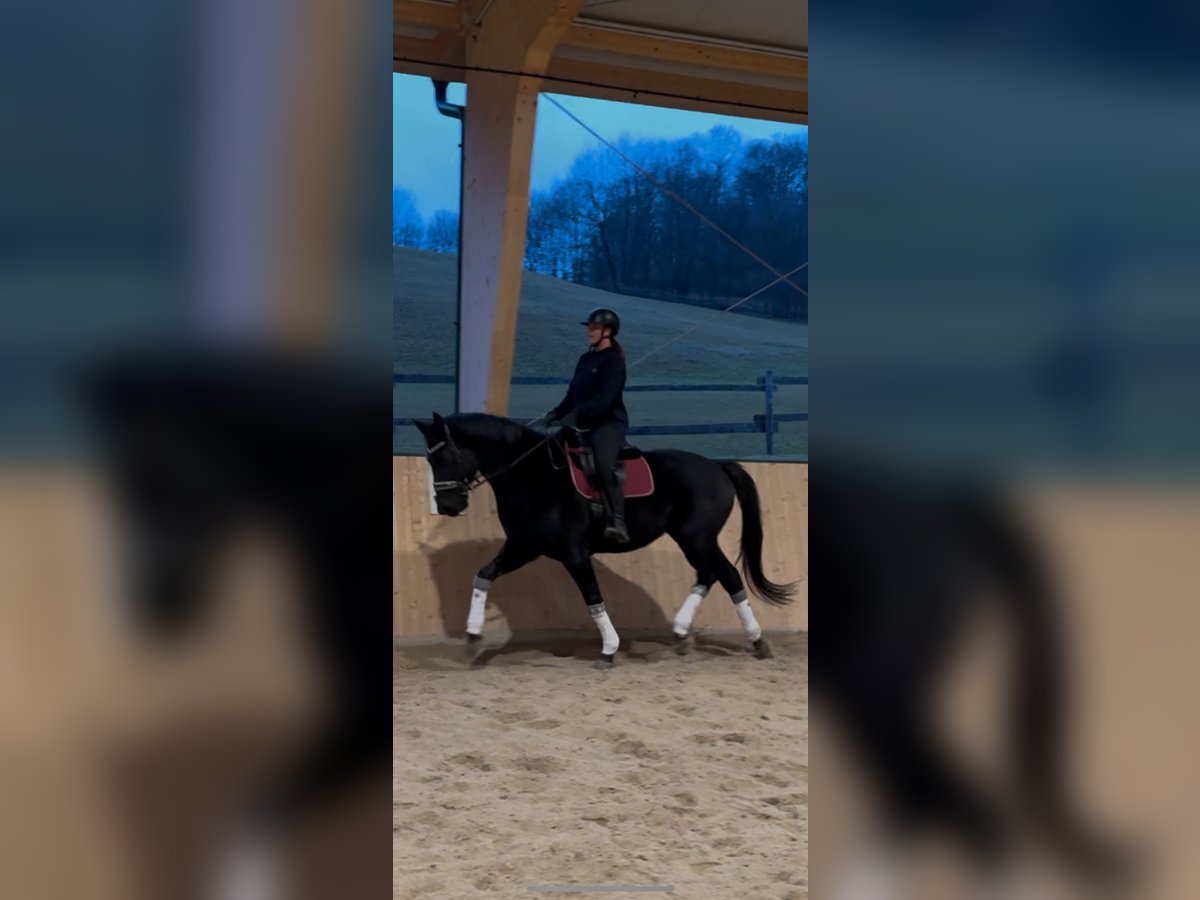 Oldenburg Gelding 5 years 17,2 hh Black in Heiligenkreuz