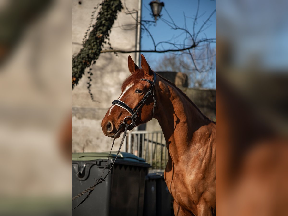 Oldenburg Gelding 5 years 17,2 hh Chestnut-Red in Kürten