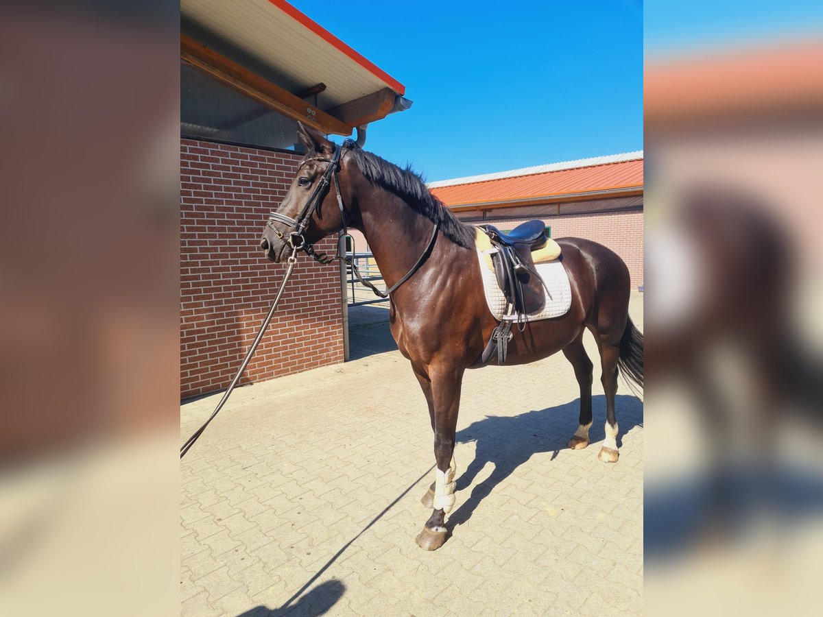 Oldenburg Gelding 5 years 17 hh Black in M&#xFC;lheim an der Ruhr