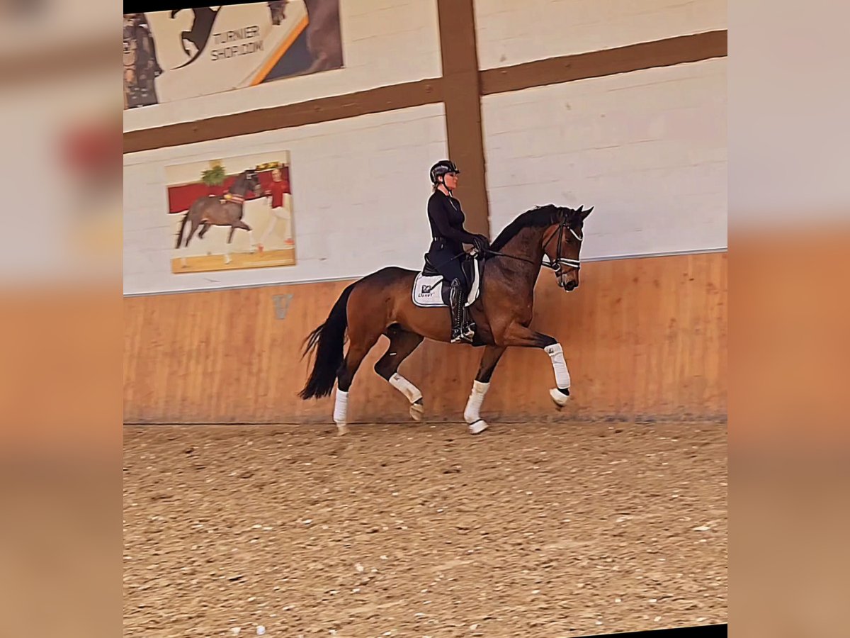 Oldenburg Gelding 5 years 17 hh Brown in Röttingen