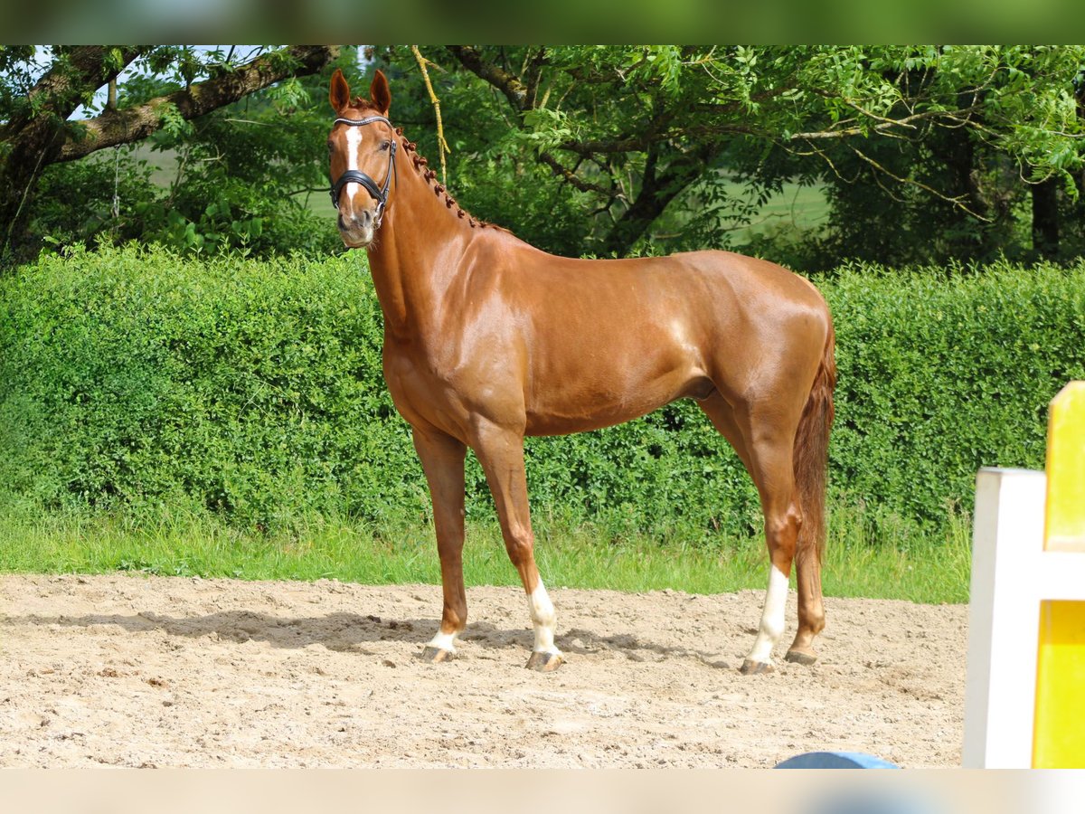 Oldenburg Gelding 5 years 17 hh Chestnut-Red in Ro&#xDF;dorf
