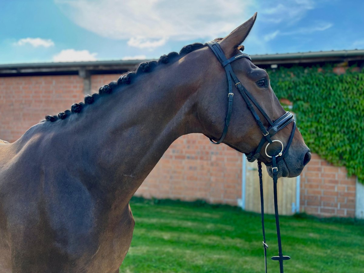 Oldenburg Gelding 5 years 17,1 hh Bay-Dark in Tangstedt