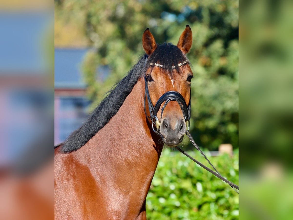Oldenburg Gelding 5 years 17,1 hh Brown in Warendorf
