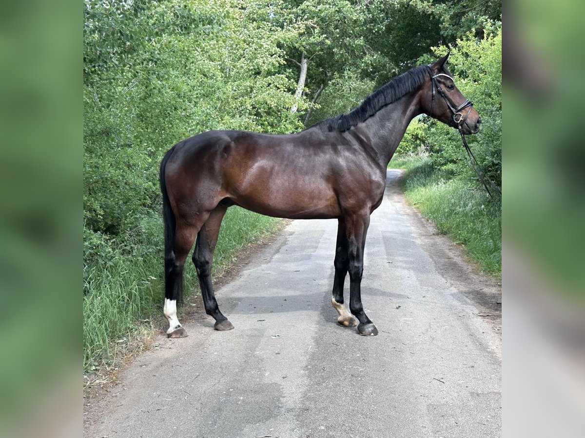Oldenburg Gelding 5 years 17,2 hh Bay-Dark in L&#xFC;nne