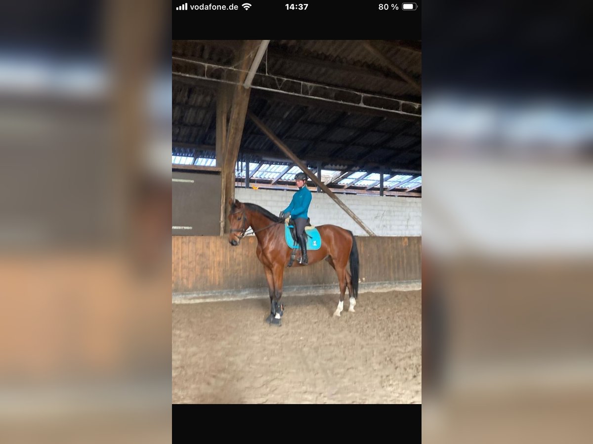 Oldenburg Gelding 5 years Brown in Großenkneten