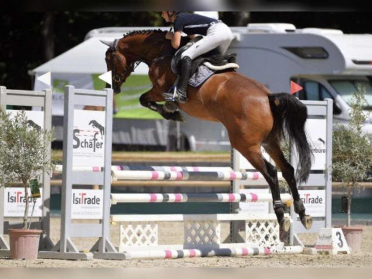 Oldenburg Gelding 5 years Brown in W&#xE4;chtersbach