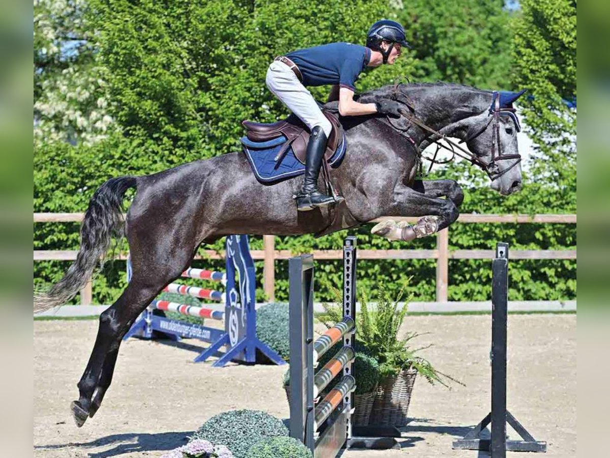 Oldenburg Gelding 5 years White in Vechta