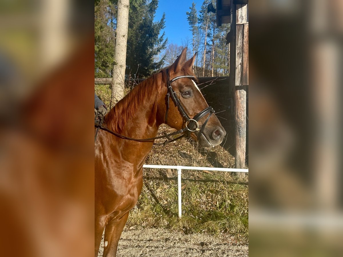 Oldenburg Gelding 6 years 15,3 hh Chestnut-Red in Pelmberg