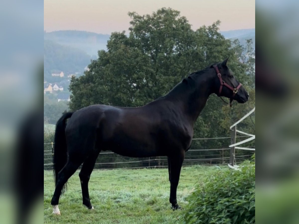 Oldenburg Gelding 6 years 16,1 hh Black in Altenstadt