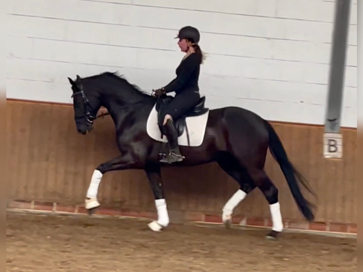Oldenburg Gelding 6 years 16,1 hh Smoky-Black in Lohne (Oldenburg)