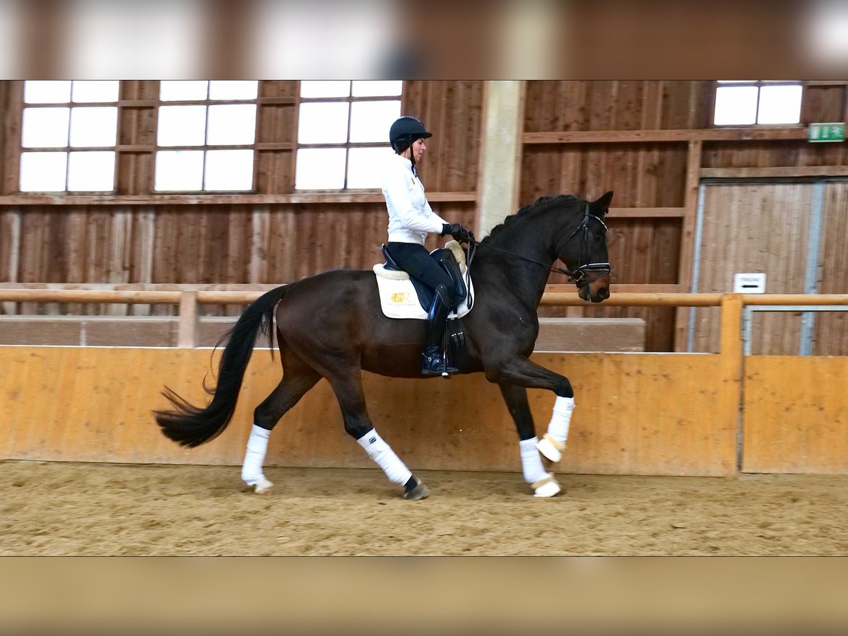 Oldenburg Gelding 6 years 16,2 hh Bay-Dark in Freiensteinau