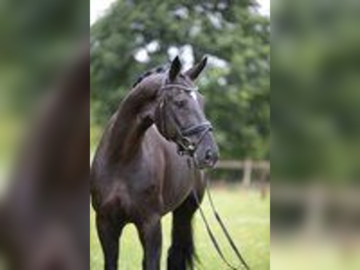 Oldenburg Gelding 6 years 16,2 hh Black in Sassenberg