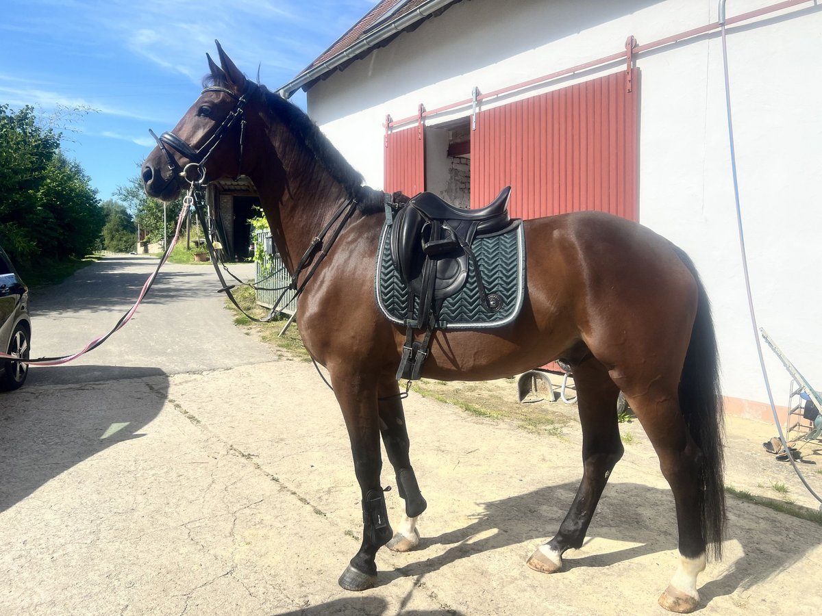 Oldenburg Gelding 6 years 16,2 hh Brown in Blieskastel