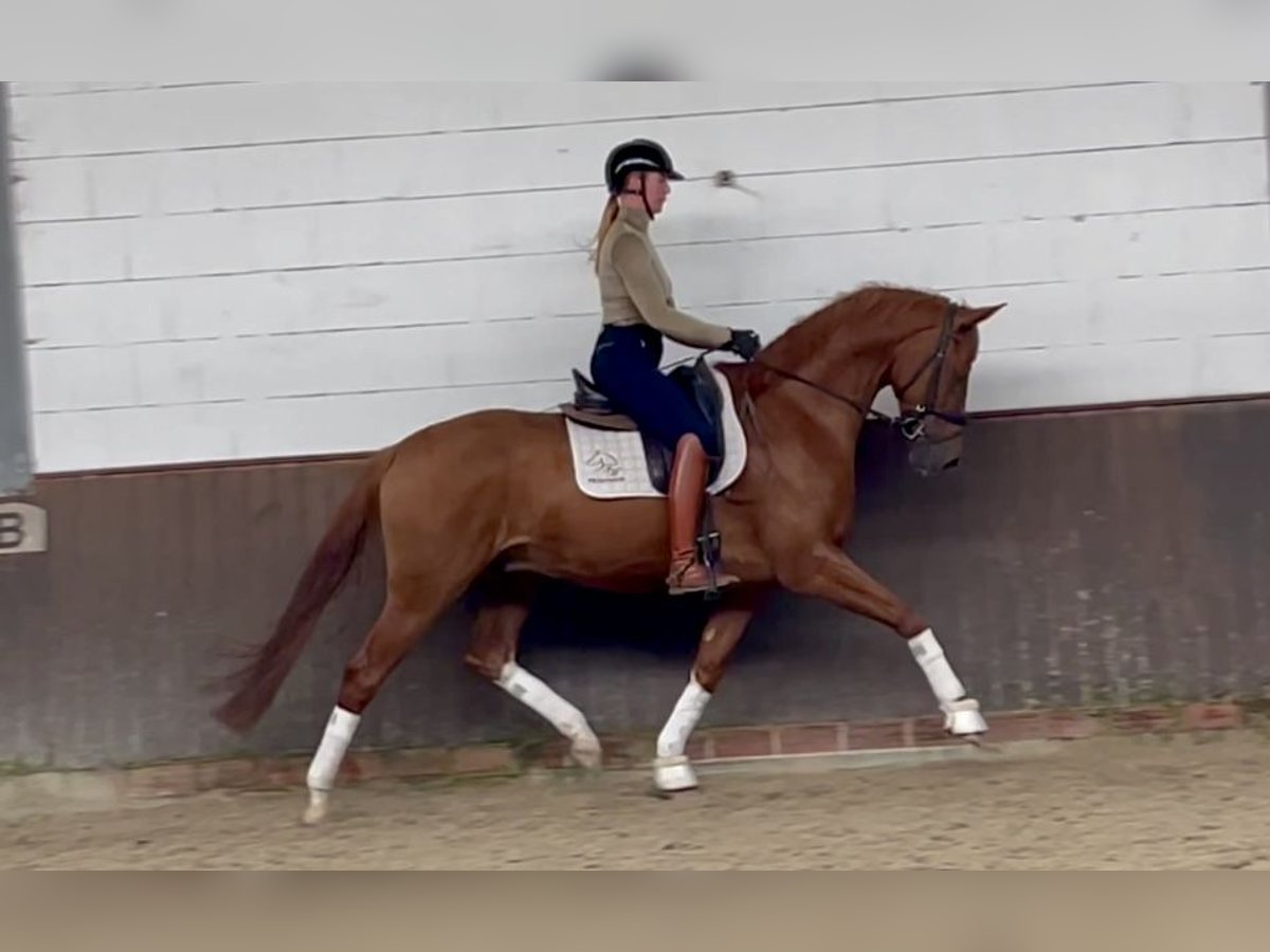 Oldenburg Gelding 6 years 16,2 hh Chestnut-Red in Lohne (Oldenburg)