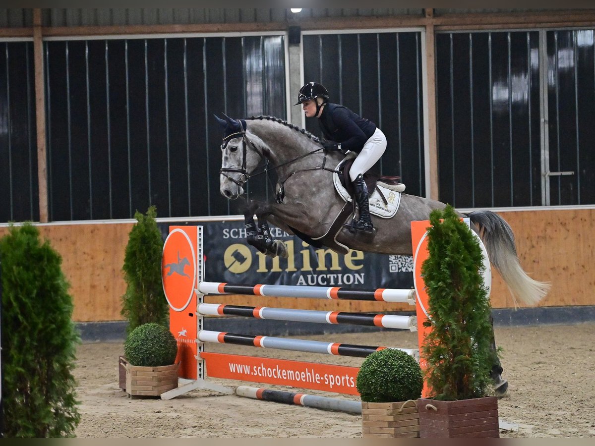 Oldenburg Gelding 6 years 16,3 hh Gray in Steinfeld (Oldenburg)