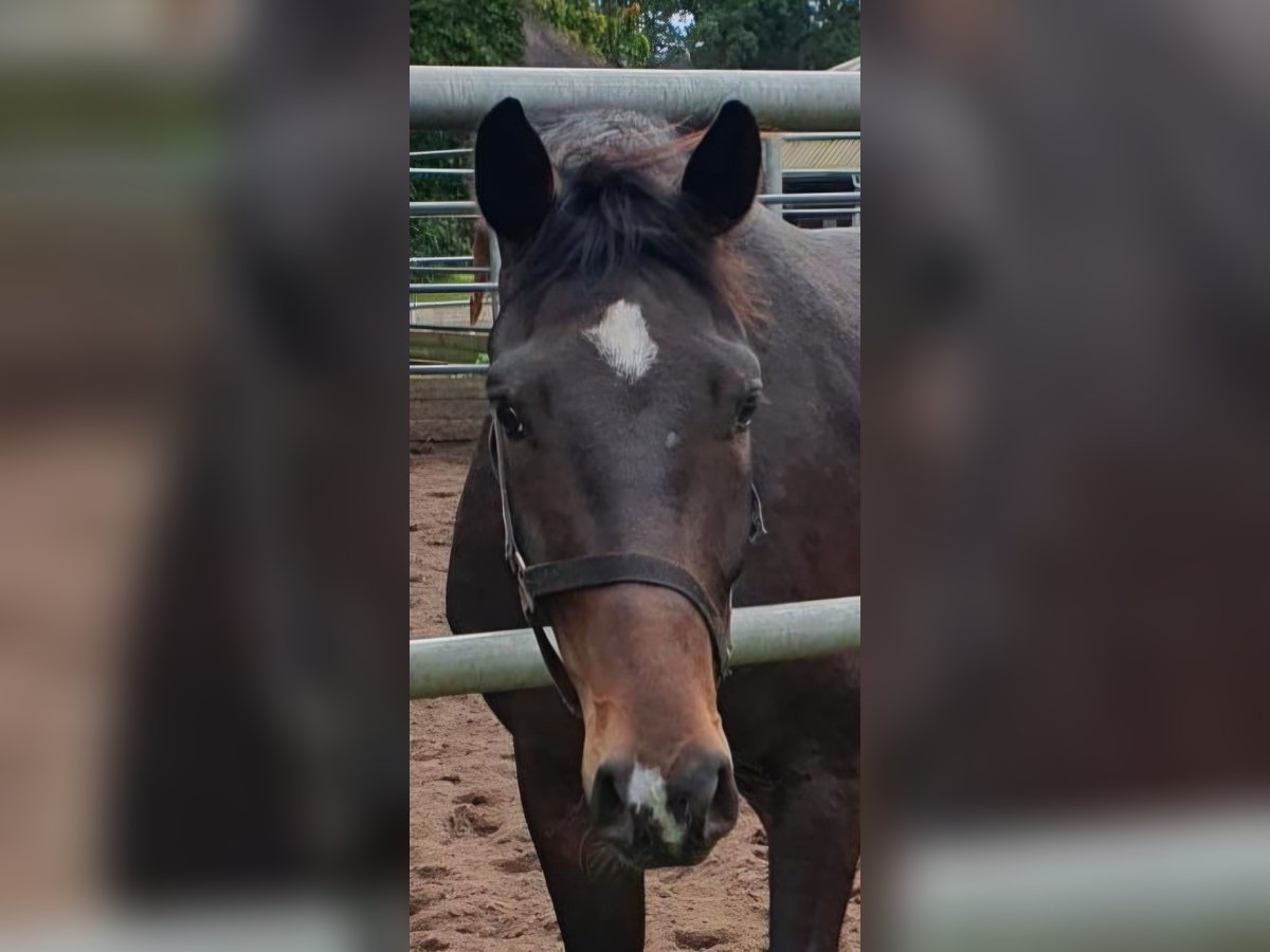 Oldenburg Gelding 6 years 16 hh Bay-Dark in Greifswald