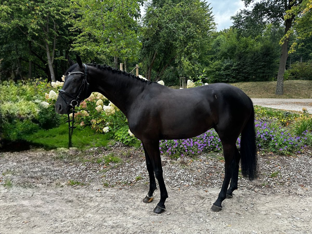 Oldenburg Gelding 6 years 16,1 hh Black in Darmstadt