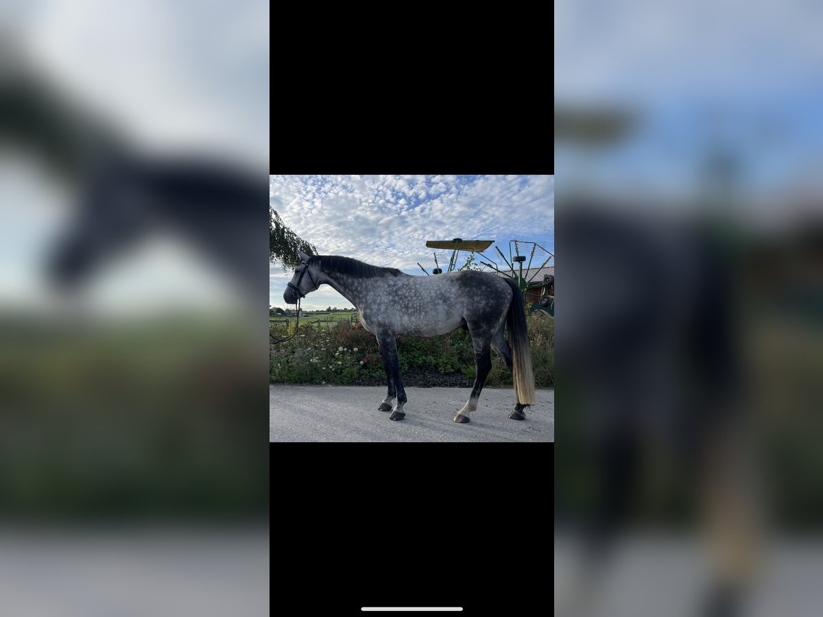 Oldenburg Gelding 6 years 16,1 hh Grey-Dapple in Wilhelmsdorf
