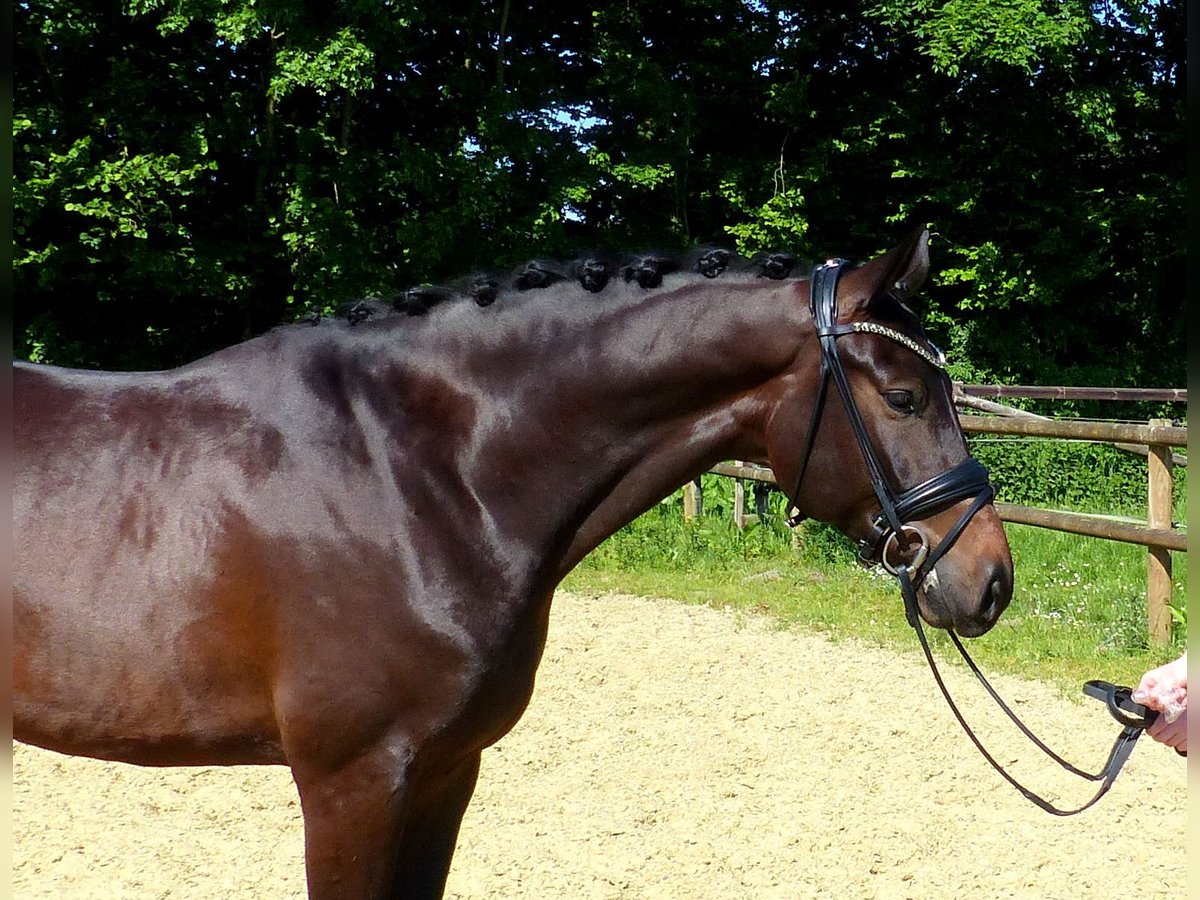 Oldenburg Gelding 6 years 16,2 hh Bay-Dark in Drantum