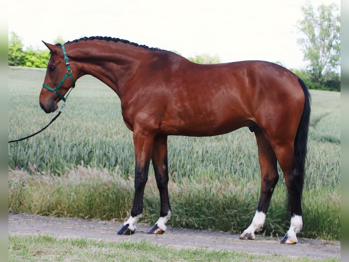 Oldenburg Gelding 6 years 16,2 hh Brown in B&#xE9;k&#xE9;sszentandr&#xE1;s