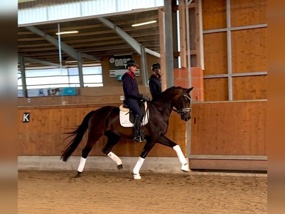 Oldenburg Gelding 6 years 16,3 hh Brown in Gleichen