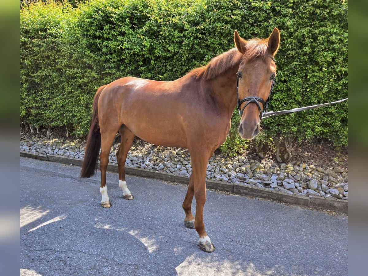 Oldenburg Gelding 6 years 16,3 hh Chestnut in Marsberg
