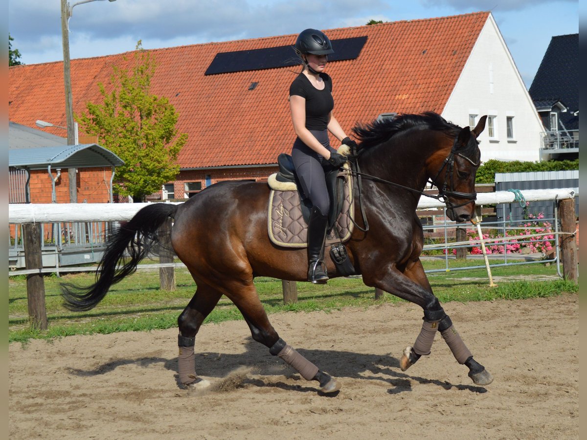 Oldenburg Gelding 6 years 17 hh Bay-Dark in Bassum