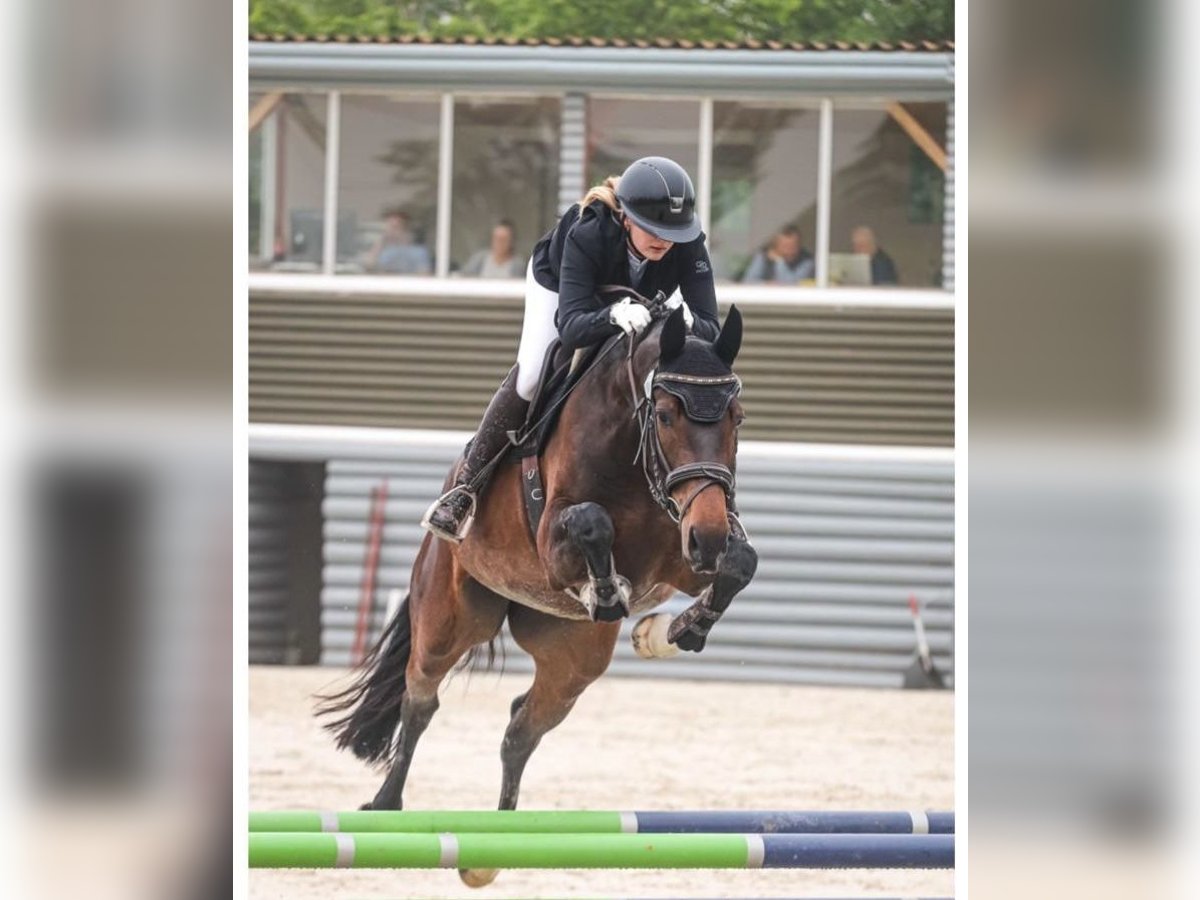 Oldenburg Gelding 6 years 17 hh Brown in Meerane