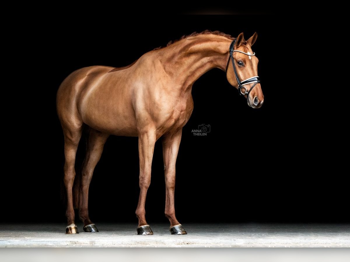 Oldenburg Gelding 6 years 17 hh Chestnut-Red in Blunk