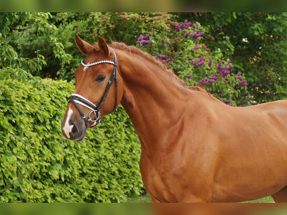 Oldenburg Gelding 6 years 17 hh Chestnut-Red in Gleichen