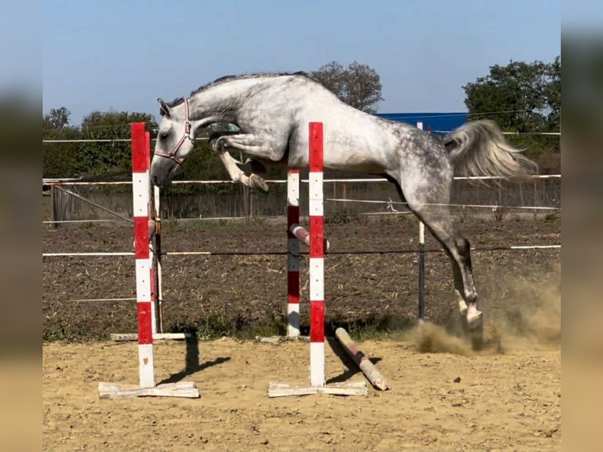 Oldenburg Gelding 6 years 17 hh Grey in Kirchberg BE