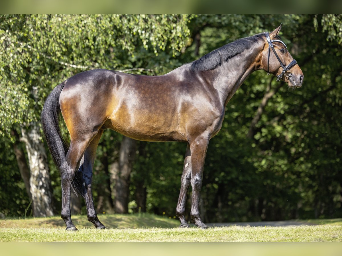 Oldenburg Gelding 6 years 17 hh Smoky-Black in Werder