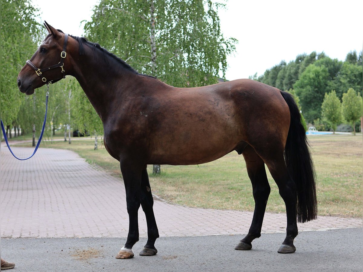Oldenburg Gelding 6 years 17,1 hh Bay-Dark in GROTE-BROGEL