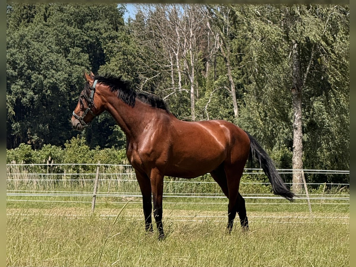 Oldenburg Gelding 6 years 18.1 hh Brown in Ravensburg