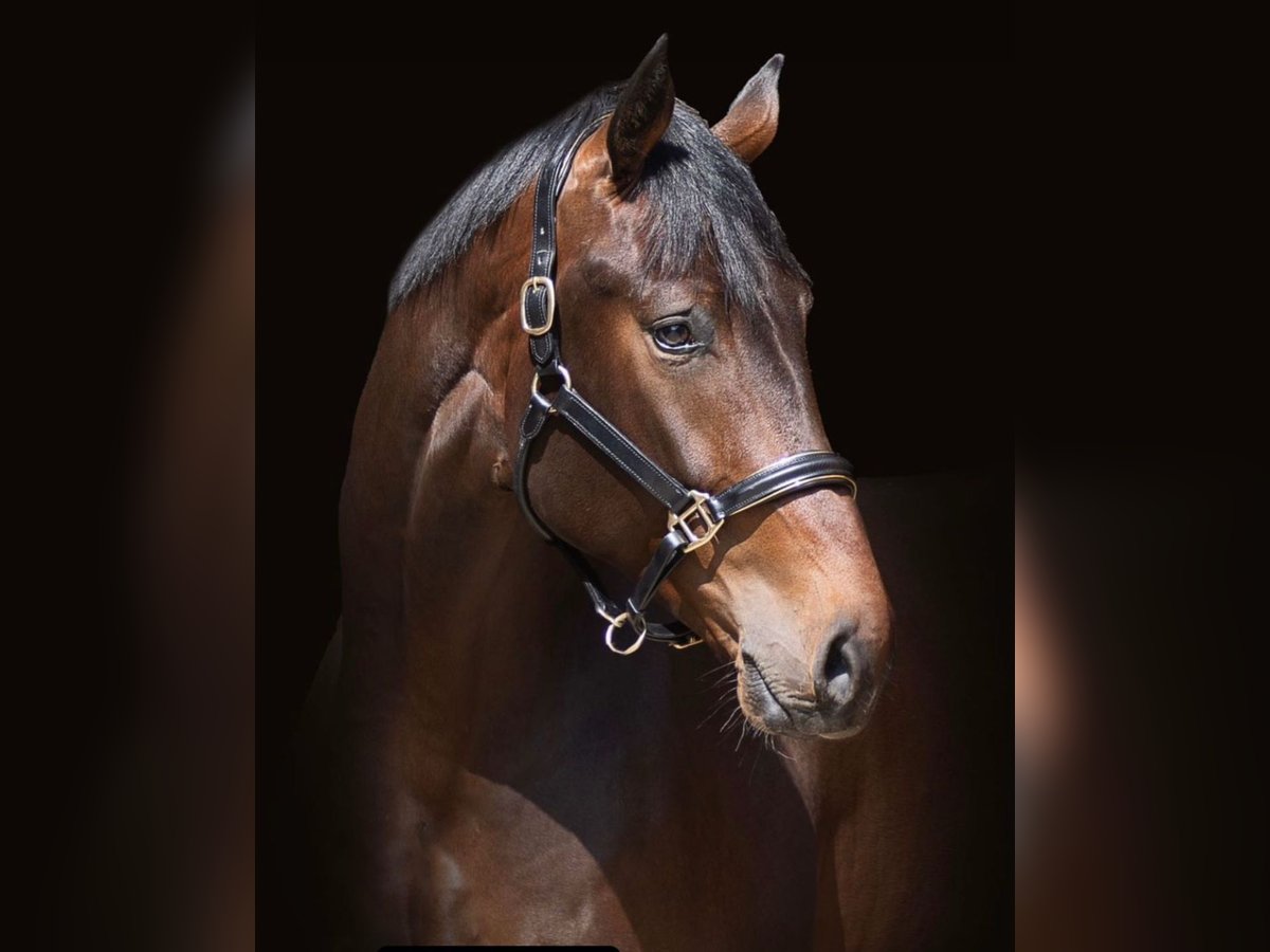 Oldenburg Gelding 6 years 18 hh Bay-Dark in Weitersweiler