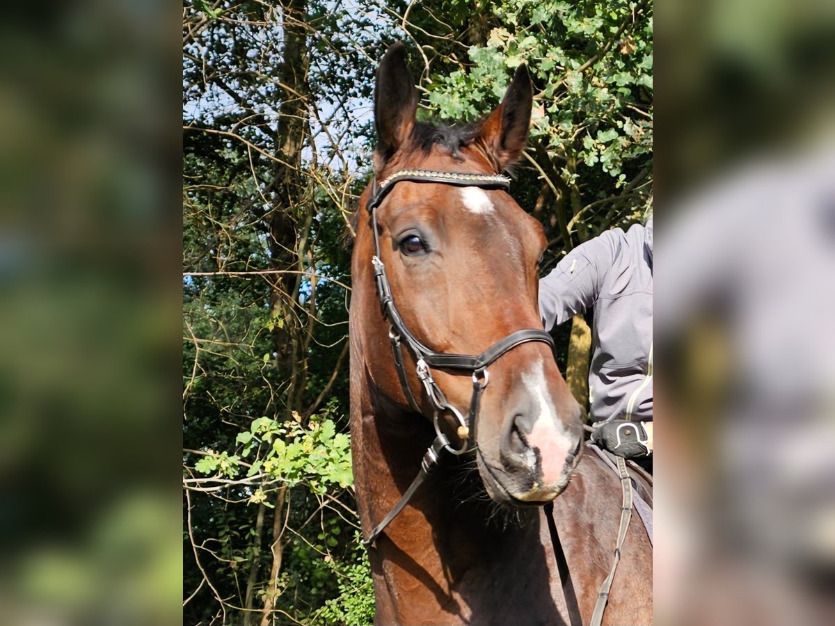 Oldenburg Gelding 6 years 18 hh Brown in Hamburg