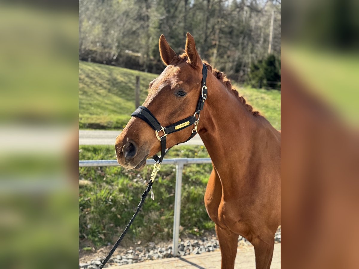 Oldenburg Gelding 6 years Chestnut-Red in WilnsdorfWilnsdorf