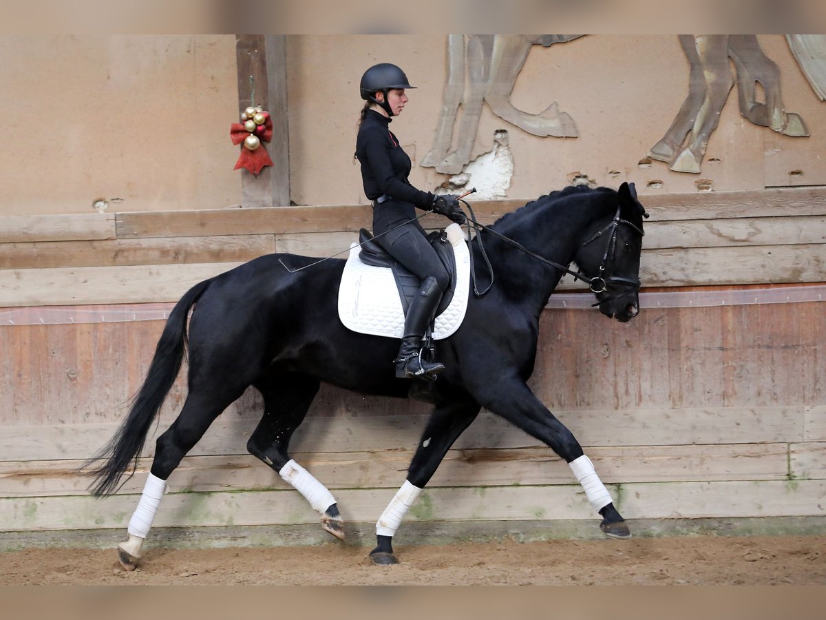 Oldenburg Gelding 7 years 16,1 hh Black in Altenstadt