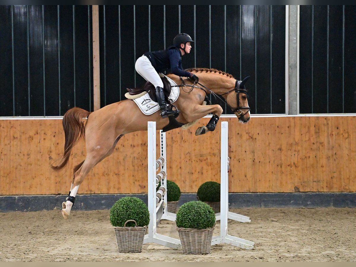 Oldenburg Gelding 7 years 16,1 hh Chestnut-Red in Steinfeld (Oldenburg)